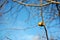 Empty apple tranches with single yellow rotten, dry apple and leaf close up, sunny sky background