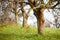 Empty apple trees in late november