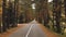 Empty asphalt road in the countryside of coniferous autumn yellow forest