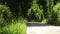 Empty asphalt road in a summer forest on a sunny day.