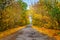 Empty asphalted road in yellow golden forest