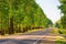 Empty automobile road and green trees