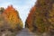 Empty autumn road