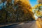 Empty autumn road surrounded with yellow trees. Beautiful suburbs