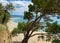 Empty beach in Dalmatia with typical Croatian pine trees