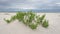 Empty Beach in Pensacola, Florida with Green Grass