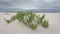 Empty Beach in Pensacola, Florida with Green Grass