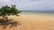 Empty beach with yellow sand, blue sea and a tree with a shadow