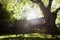 Empty bench against trees on field in backyard