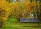 Empty bench at park with yellow forsythia flowers