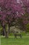 Empty Bench Under a Purple Flowered Tree in Ontario