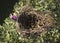 Empty Bird Nest in a Beautiful Shrub