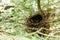 Empty bird nest in branches, forest animals