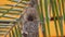 Empty Bird Nest of Olive-Backed Sunbird Cinnyris jugularis