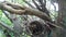 Empty bird`s nest on a tree, close-up, Ukraine