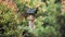 An empty birdhouse surrounded by beautiful green summer garden. Video. Lush amazing atmosphere of the garden with bushes