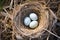 an empty birds nest next to one filled with eggs