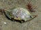 Empty Blue Crab Shell on the Beach with Barnacles