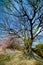 An empty branches of sakura trees