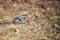 Empty brown glass bottle lying on grass in early spring, polluted, conservancy. rubbish after last snows of winter