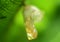 Empty butterfly cocoon close up macro photograph, larvae transform into the beautiful butterfly leaves the cocoon behind