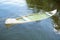 Empty canoe on a lake