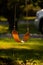 Empty child`s swing in front yard