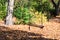 empty children rope swing in autumn park