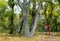 Empty childrens swing in a beautiful autumn Park