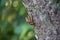 Empty Cicada case on tree trunk