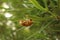 Empty cicada shell on a tree leaf