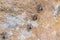 empty cicada shells on a rock wall at dunns swamp in wollemi national park