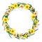 Empty circular floral wreath of daffodils isolated on white background.