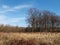 Empty clearing in the forest in early springtime