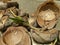 Empty coconut shells with young palm.