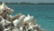 Empty conch shells