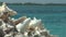 Empty conch shells