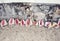 Empty conch shells near a beach