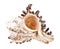 empty conch of white muricidae mollusk isolated