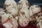 Empty corn snake eggs on a red table