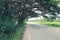 Empty Country road and there are big trees on the way in the weather is airy.