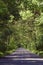 Empty country road in tree tunel vertical