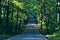 Empty country winding roads through a forest