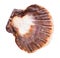 empty dark brown shell of scallop isolated