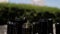 Empty dark glass bottles from wine. Sunny summer day. Close-up