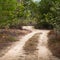 Empty dusty rural road goes through forest