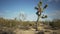 Empty expanse in the desert with a lone yucca tree for green screen