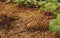 Empty fallen pinecones on the ground with green leaves