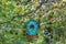 Empty feeder for birds in the park