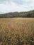 Empty Field in Cataloochee Valley